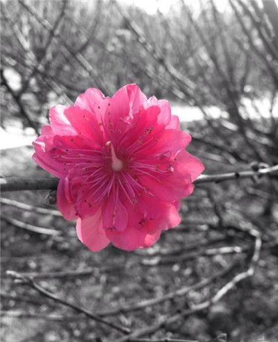 Snapseed官方正版