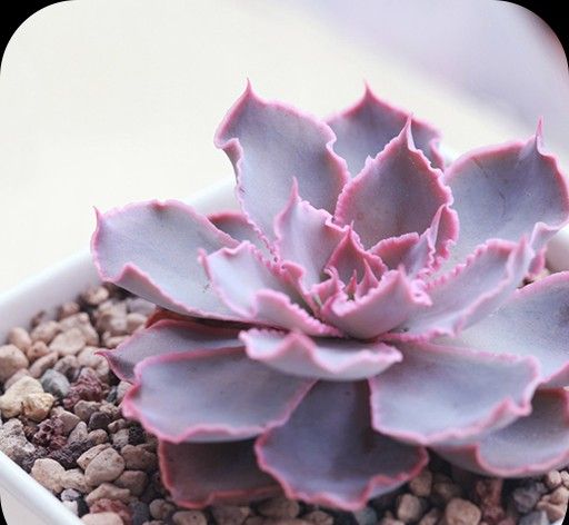 多肉植物主题锁屏logo图