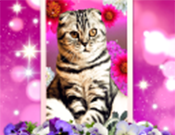 猫咪动态壁纸logo图