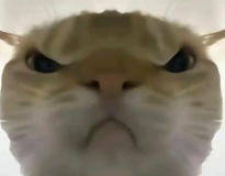 寻宝鼠辅助器logo图