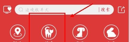 宠物市场app宠物挑选教程