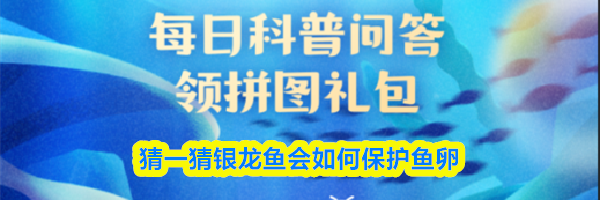 猜一猜银龙鱼会如何保护鱼卵