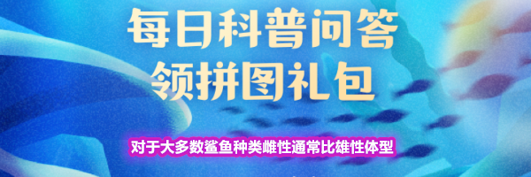 对于大多数鲨鱼种类雌性通常比雄性体型