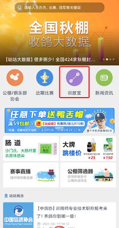 《咕咕信鸽》训放教程