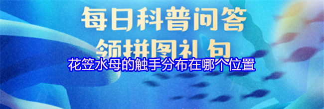 花笠水母的触手分布在哪个位置