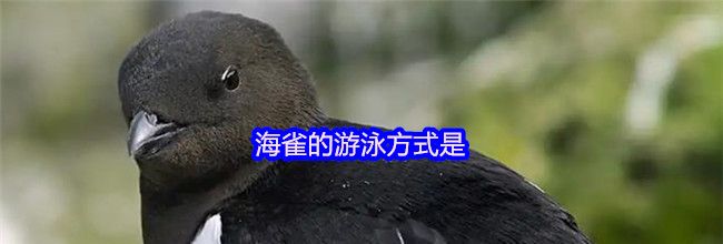 海雀的游泳方式是