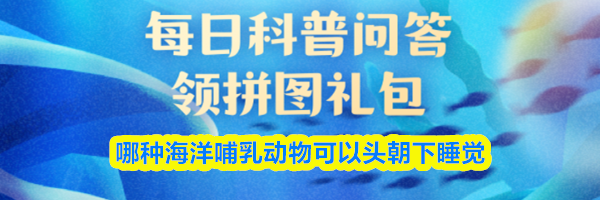 哪种海洋哺乳动物可以头朝下睡觉