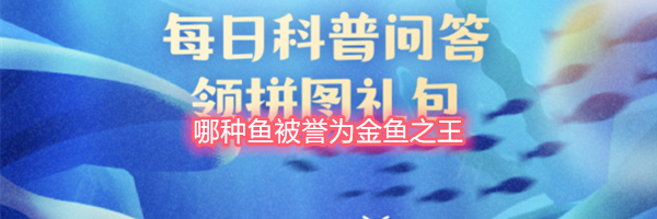 哪种鱼被誉为金鱼之王