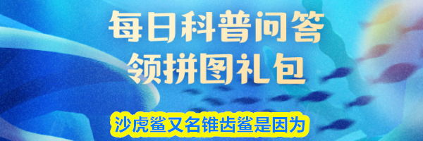 沙虎鲨又名锥齿鲨是因为