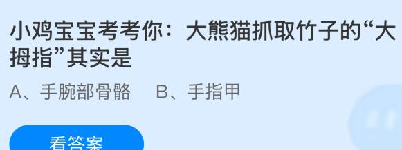 小鸡宝宝考考你:大熊猫抓取竹子的大拇指其实是