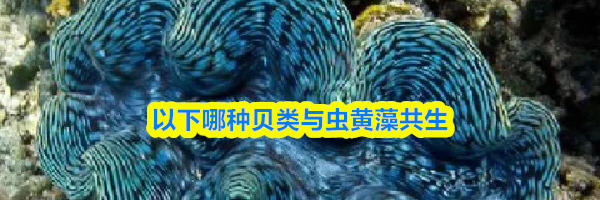 以下哪种贝类与虫黄藻共生