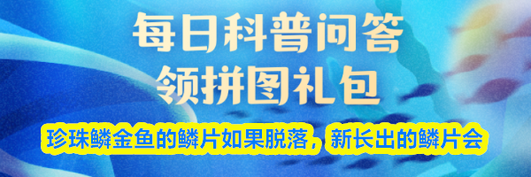 珍珠鳞金鱼的鳞片如果脱落,新长出的鳞片会
