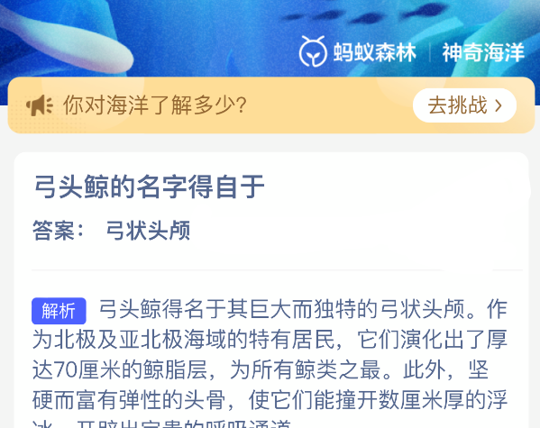 弓头鲸的名字得自于