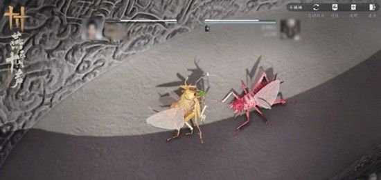 《燕云十六声》开封皇宫斗虫玩法介绍